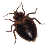 Bed Bug